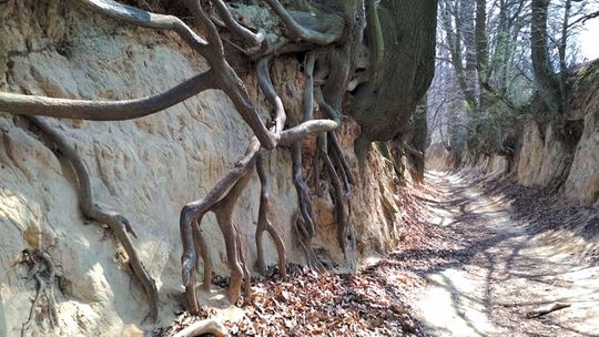 Kazimierz Dolny: Burmistrz chce utwardzić wąwóz płytami z betonu. "Chcą tego mieszkańcy"