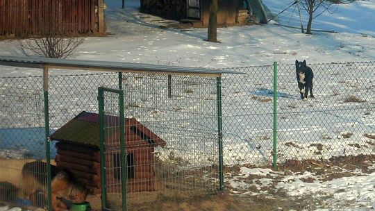 Kazimierz Dolny: Mieszkańcy boją się wałęsających się psów. Urzędnicy oszczędzają