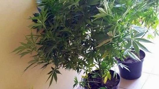 Kazimierz Dolny: Prawie 2-metrowe konopie przy wale wiślanym