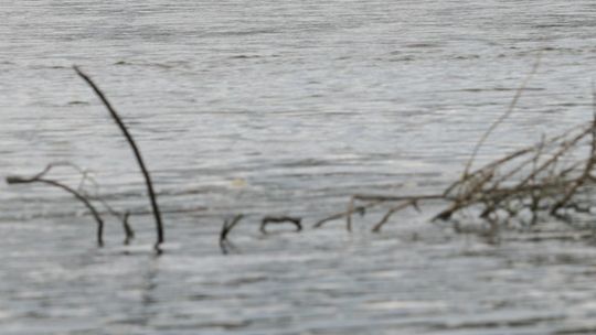 Kazimierz Dolny: szukają 53-latka, który wszedł do Wisły