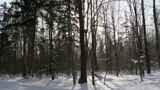 KE wezwała Polskę do wykonania wyroku TSUE ws. Puszczy Białowieskiej. "Niedostosowanie się do wyroku, świadczy o arogancji Lasów Państwowych"