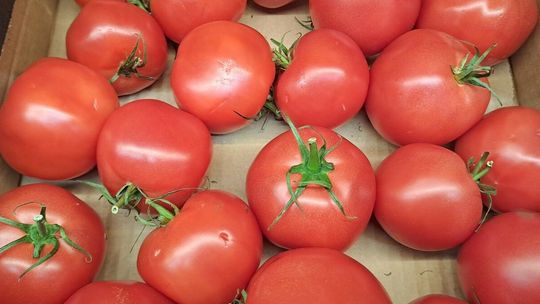 Ketchupu mu się zachciało! Za pomidory z cudzego pola ma zapłacić 100 zł