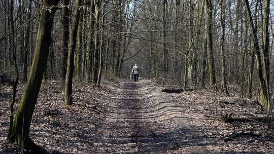 Kiedy huragan zniszczy las