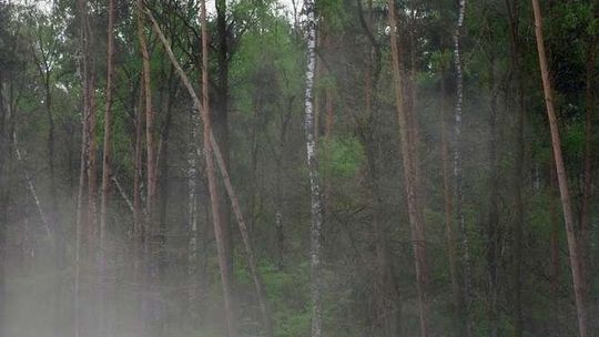 Kiedy policjanci weszli do lasu zobaczyli wiszącego mężczyznę
