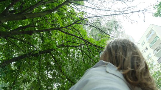 Kiedy spółdzielnia przymierza się do cięcia drzew, pani Alina z Czechowa staje w ich obronie