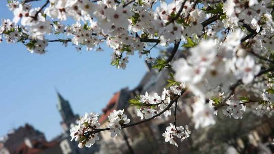 Kiedy wiosna wreszcie pokona zimę?