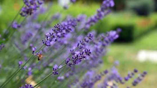 Kiermasz ziołowo-miodowy w Muzeum Wsi Lubelskiej