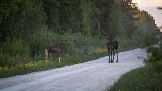 Kierowca „dostawczaka” zderzył się z łosiem. Są utrudnienia w ruchu