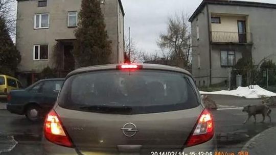 Kierowca, który rozjechał psa, widział go w lusterku