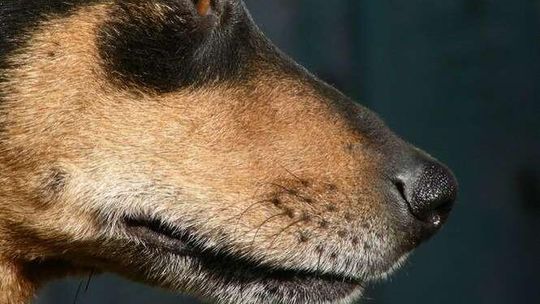 Kierowca potrącił psa i uciekł. Policja ukarała właściciela zwierzęcia