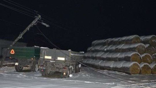 Kierowca uszkodził słup, prąd poraził krowy. 7 zdechło