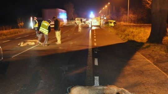 Kierowca wjechał w stado dzików