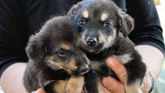 Kierowca wyrzucił szczeniaki z samochodu i odjechał