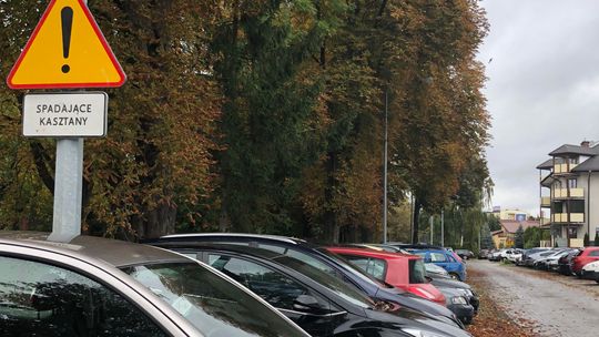 Kierowco, uważaj na kasztany! Żeby później nie było pretensji
