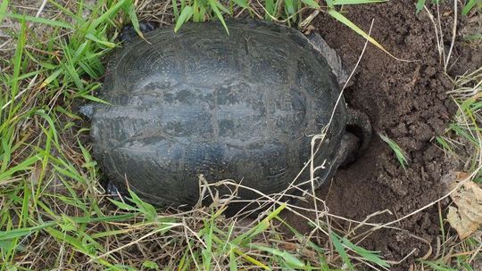 Kierowcy rozjeżdżają żółwie. " To gatunek narażony na wyginięcie"