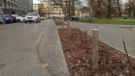 Kierowcy rozjeżdżali żywopłot. Miasto Lublin: "Teraz niech spróbują parkować"