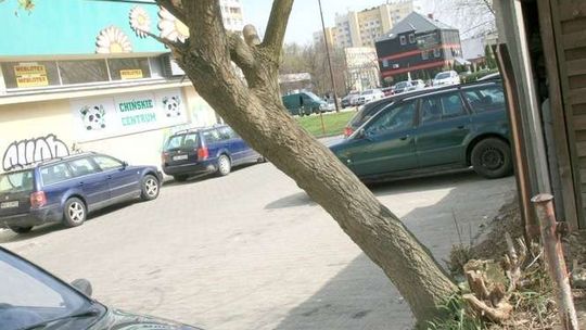 Kierowcy, uwaga na drzewo. Można stracić szybę w aucie