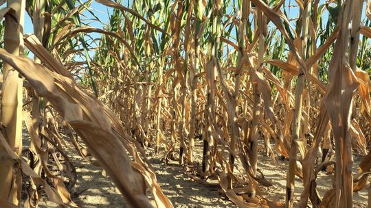 Kilka dni deszczu to za mało. Susza w Lubelskiem. Zbiory będą dużo niższe