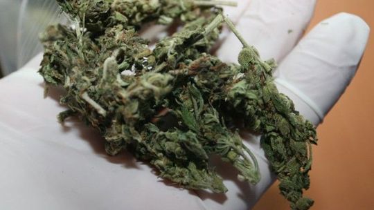 Kilka razy się im udało, ale wpadli w powiecie bialskim. Przemycali marihuanę z Hiszpanii