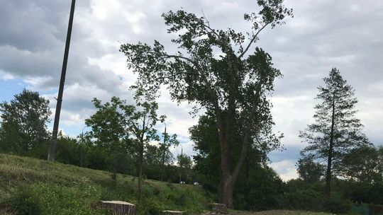 Kilka topoli przy ogródkach działkowych do wycięcia? "Stanowią zagrożenie podczas burzy"