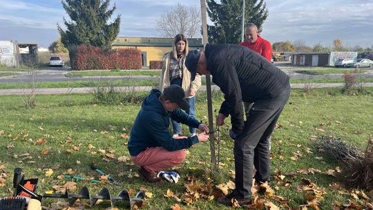 Kilkadziesiąt nowych drzew w mieście. Bo nie wszystkie się przyjęły