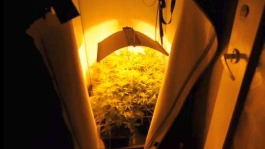 Kilogram konopi indyjskich w mieszkaniu na os. Nałkowskich w Lublinie