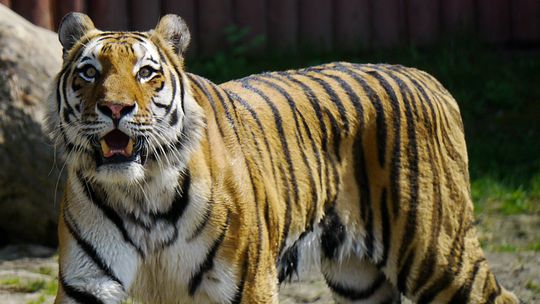 Kino, muzea i zoo w Zamościu zamknięte z powodu zagrożenia koronawirusem