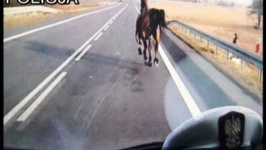 Klacz uciekinierka galopowała po drodze krajowej nr 12 (wideo)