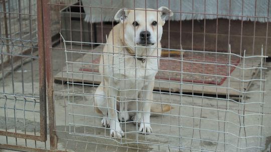 Klatki nie dla norek, kolczatki nie dla psów. Jarosław Kaczyński zapowiedział zmiany w prawie