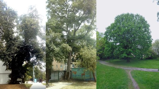 Kłęk, dąb, grusza. W nocy w Lublinie przybyło pięć pomników