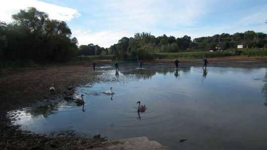 Klementowice: Łabędzie zostają w wyschniętym stawie