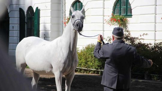 Klęska Pride of Poland. Kupcy  z Izraela i Belgii nie zapłacili za konie