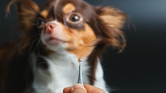 Kleszcze i pchły nie mają wakacji. 4 mity, które mogą zagrozić zdrowiu Twojego pupila