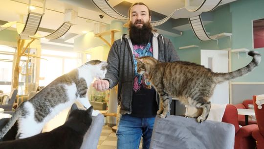 Klientów nie ma, koty zostały. "Na naszych gości oraz miłośników zwierząt zawsze można liczyć"