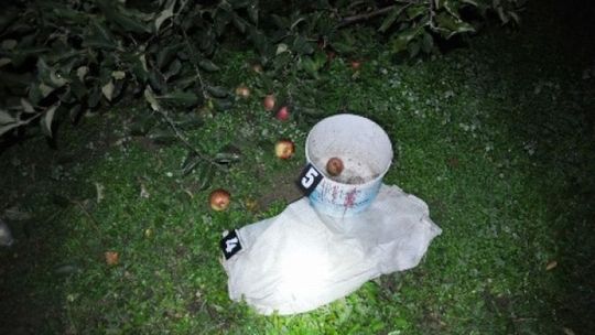 Kluczkowice: Złodziej ukradł przez miesiąc 2,5 tony jabłek