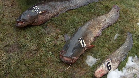 Kłusownicy złowili olbrzymie sumy i wpadli