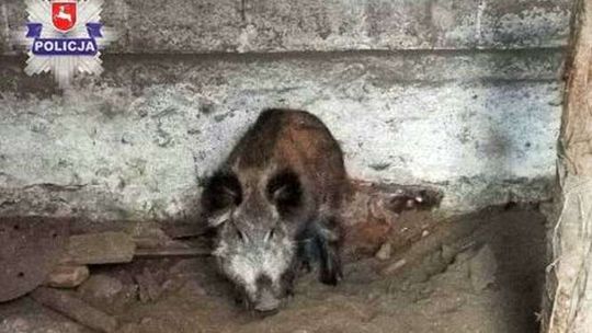 Kłusownik grasował nad Bugiem. Miał też żywego dzika