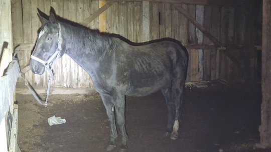 Kobieta zaniedbała konie? Jeden z nich padł