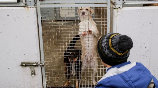 Koce, ręczniki, pledy. Centrum handlowe w Lublinie zbiera dary dla schronisk dla zwierząt
