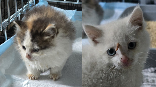 Kocięta porzucone pod bramą. Schronisko: To jest skrajna nieodpowiedzialność