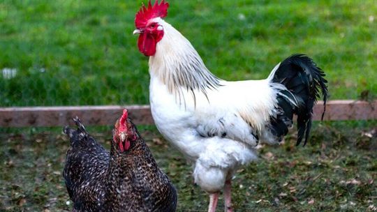 Kogut pieje, a psy szczekają. Sprawą musiał zająć się sąd