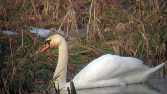 Kolejna edycja Zimowego Ptakoliczenia już w ten weekend