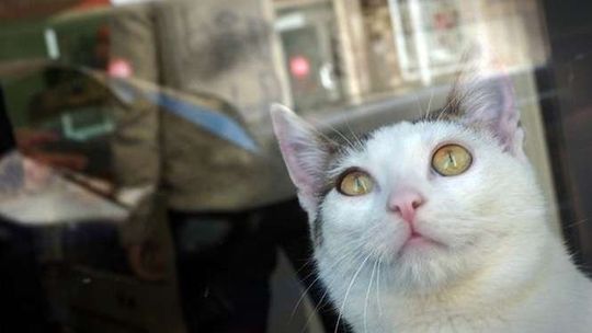 Kolejna kontrola sanepidu. Kocia kawiarnia działa chociaż miała być zamknięta