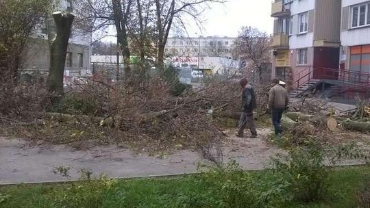 Kolejne drzewa do wycięcia w Lublinie. "Nikomu nie przeszkadzały"