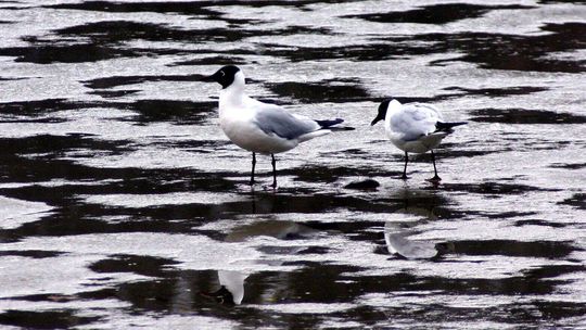 Kolejne martwe mewy. W całej Polsce szerzy się zabójczy wirus