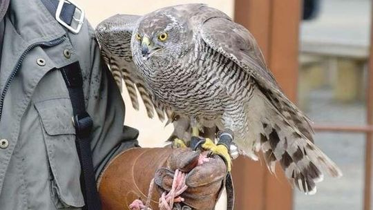 Kolejne miasto chce się pozbyć ptaków brudzących chodniki i ławki. Sokół ma pracę