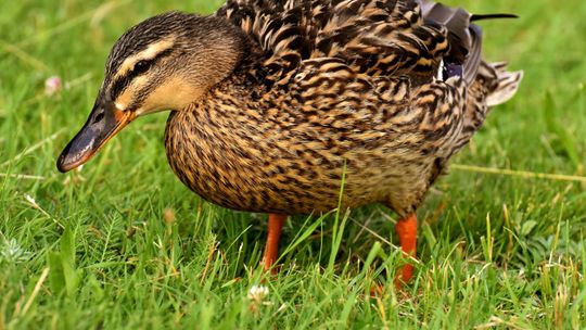 Kolejne ognisko ptasiej grypy w Lubelskiem. Ponad 26 tys. kaczek do likwidacji