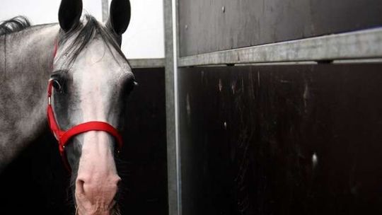 Kolejne osłabienia stadniny w Janowie Podlaskim. Odchodzą specjaliści