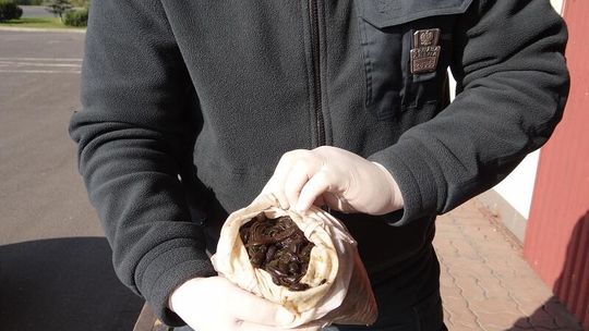 Kolejne pijawki trafiły do Zoo w Zamościu