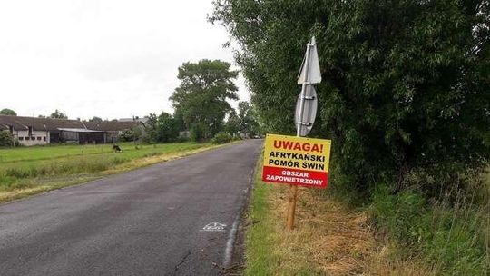 Kolejne przypadki ASF w woj. lubelskim. Zaostrzona bioasekuracja